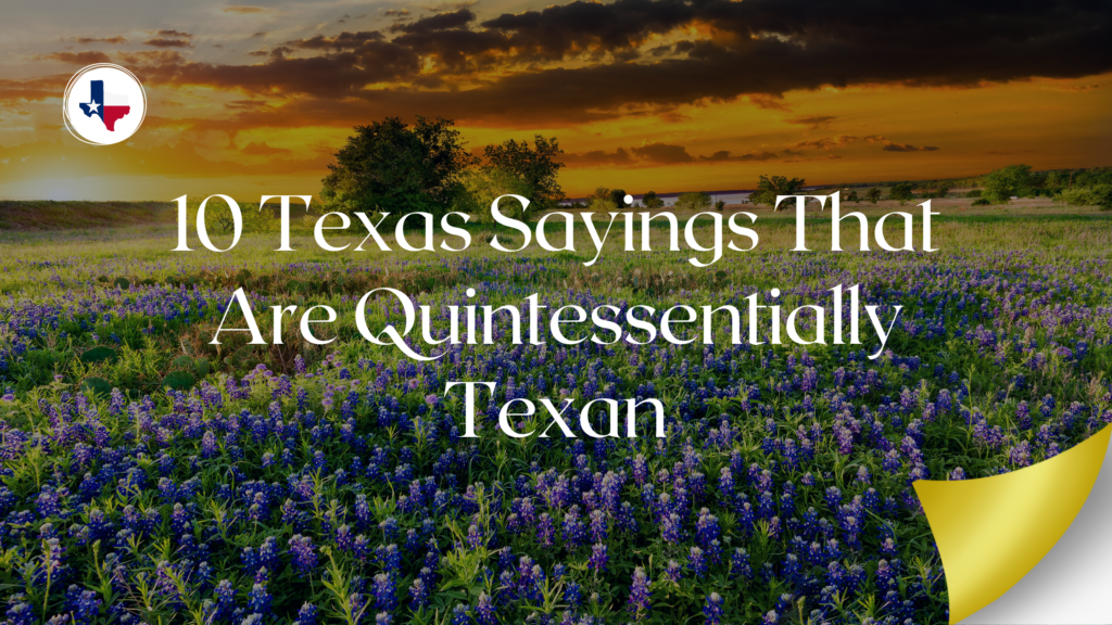 Field of bluebonnets at sunset